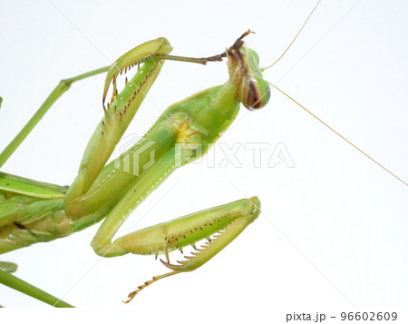 カマで支えた脚先を掃除するオオカマキリ 96602609