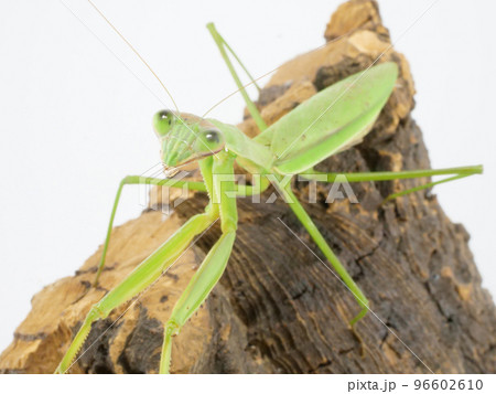 緑の体のオオカマキリ 緑の体のオオカマキリ 96602610