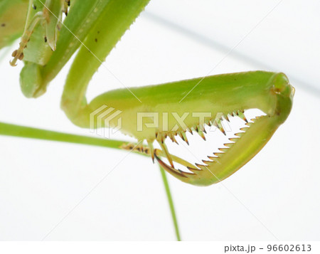 棘がたくさん並ぶオオカマキリの鎌の写真素材 [96602613] - PIXTA
