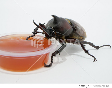 ゼリーを食べるカブトムシ ゼリーを食べるカブトムシ 96602618