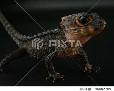 1匹のアカメカブトトカゲ【黒背景】 の写真素材 [96602709] - PIXTA