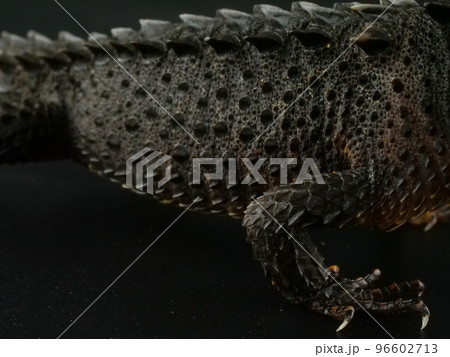 突起がたくさん並んだアカメカブトトカゲの胴体部分 突起がたくさん並んだアカメカブトトカゲの胴体部分 96602713