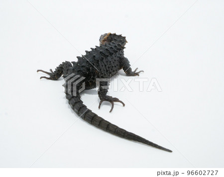 長い尻尾のアカメカブトトカゲ	 96602727