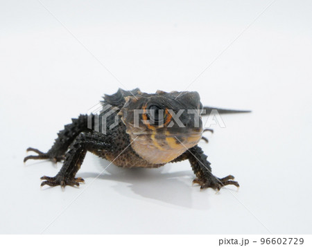 熱帯雨林に棲息するアカメカブトトカゲ 熱帯雨林に棲息するアカメカブトトカゲ 96602729