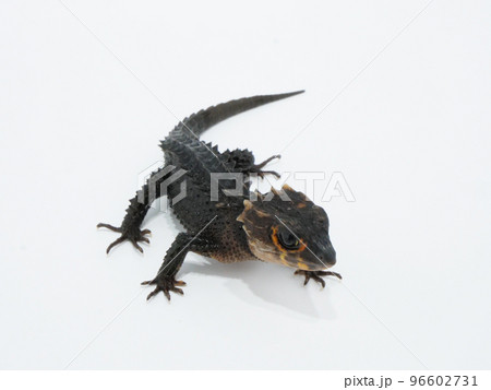 斜め上から見たアカメカブトトカゲ 96602731