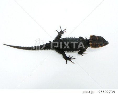 上から見たアカメカブトトカゲ 上から見たアカメカブトトカゲ 96602739