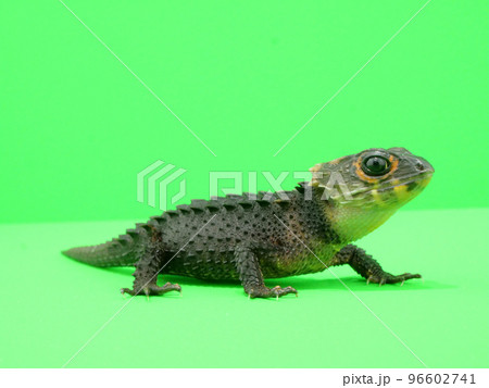 横から見たアカメカブトトカゲ 横から見たアカメカブトトカゲ 96602741