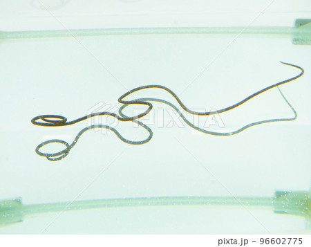 グネグネとした形のハリガネムシ	 96602775