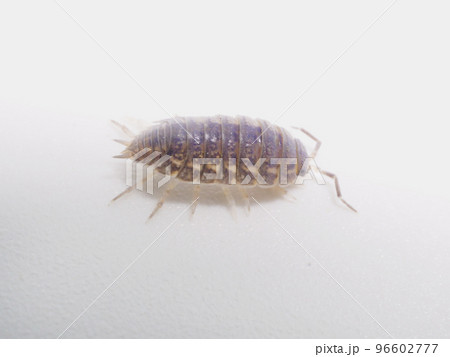 右向きの青いワラジムシ 右向きの青いワラジムシ 96602777