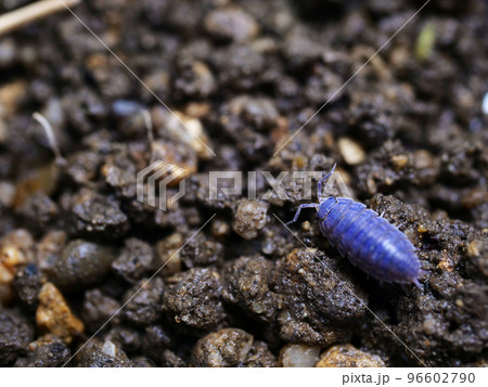 鮮やかな青色をしたワラジムシ 鮮やかな青色をしたワラジムシ 96602790