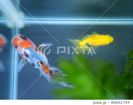 優雅に泳ぐ2匹の金魚 優雅に泳ぐ2匹の金魚 96602794