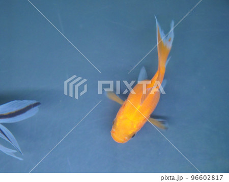 鮮やかな色の金魚【俯瞰】 鮮やかな色の金魚【俯瞰】 96602817