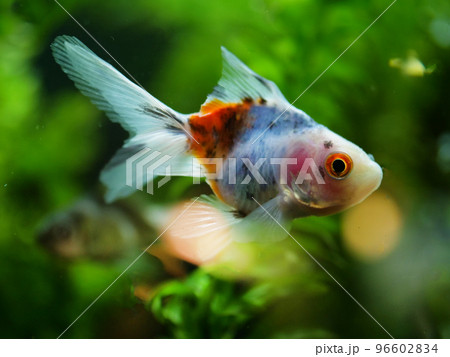 三色の金魚 96602834