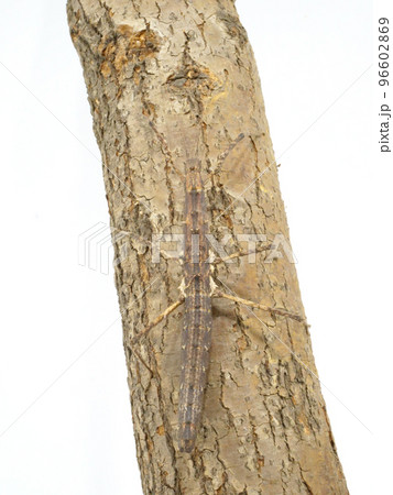 枝と同化しているトゲナナフシ 枝と同化しているトゲナナフシ 96602869