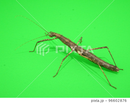トゲナナフシ【緑背景】 トゲナナフシ【緑背景】 96602876