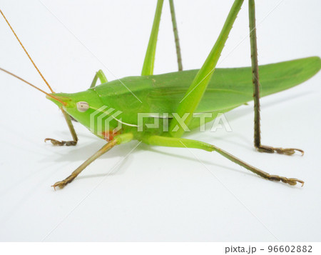 日本に住む雑食のバッタ、クビキリギス 96602882