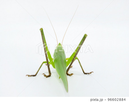 クビキリギスの後ろ姿 96602884
