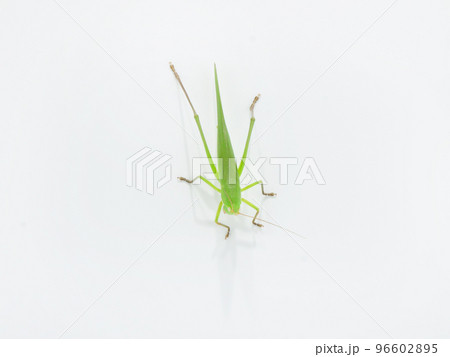 壁に張り付いてさかさまになっているクビキリギス 96602895
