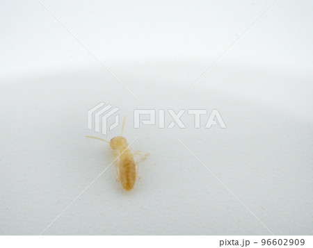 ヤマトシロアリの後ろ姿 ヤマトシロアリの後ろ姿 96602909