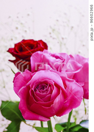 フラワーバレンタインに贈るピンクと赤いバラの花束 フラワーバレンタインに贈るピンクと赤いバラの花束 96602966