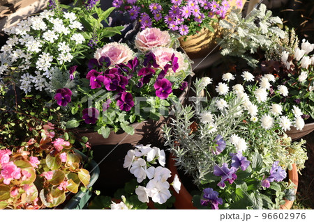 花の寄せ植え&寄せ鉢 花の寄せ植え&寄せ鉢 96602976