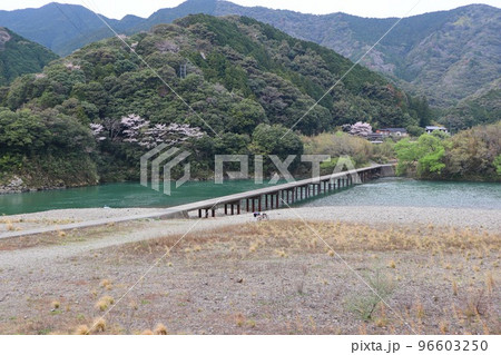 桜咲く四万十川　沈下橋 96603250