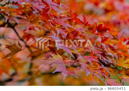 東京都／杉並／紅葉 96603451