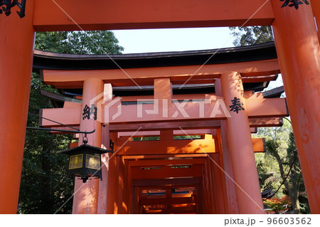 伏見稲荷千本鳥居 伏見稲荷千本鳥居 96603562