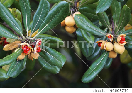 熟して割れた実から粘液に包まれた赤い種が出てきたトベラノキ 熟して割れた実から粘液に包まれた赤い種が出てきたトベラノキ 96603750