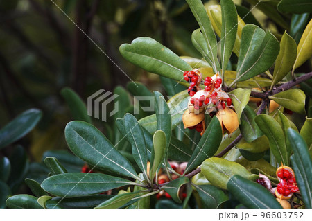 熟して割れた実から粘液に包まれた赤い種が出てきたトベラノキ 96603752