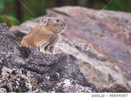 高山に逞しく生きるナキウサギ4 96604097