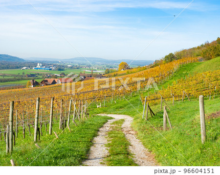 Weinfelden, Switzerland - October 29th: A small dirtroad leading through vineyards in autumnal colours Weinfelden, Switzerland - October 29th: A small dirtroad leading through vineyards in autumnal colours 96604151