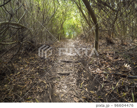 Narrow footpath leading through dense green mediterranean vegetation. Fishermans trail, beautiful coastal hiking route that mixes sandy beaches, sea cliffs and vegetation. 96604476