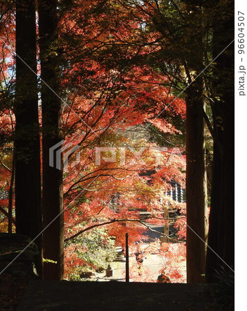 岡山県勝田郡奈義町にある浄土宗の寺「菩提寺」の紅葉 岡山県勝田郡奈義町にある浄土宗の寺「菩提寺」の紅葉 96604507