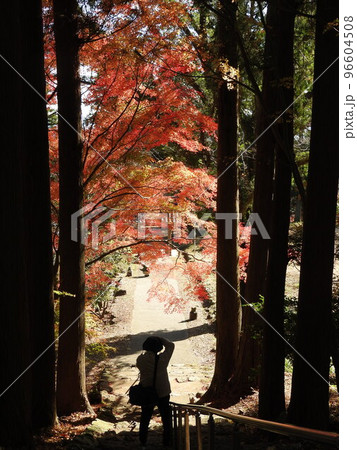 岡山県勝田郡奈義町にある浄土宗の寺「菩提寺」の紅葉 96604508