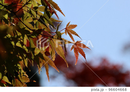 奈良公園の綺麗な紅葉 96604668