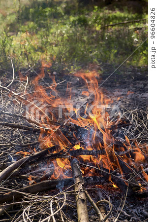 A small wood fire in the field 96604826