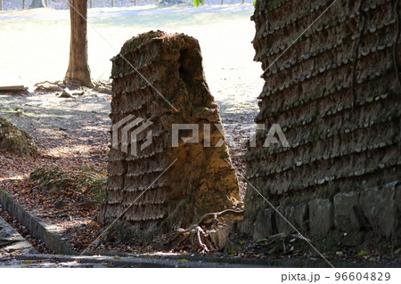 奈良公園　荒池園地の土壁 96604829