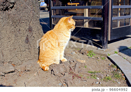 【埼玉】冬の川越 蓮馨寺の境内で目を瞑る猫 【埼玉】冬の川越 蓮馨寺の境内で目を瞑る猫 96604992