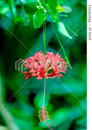 赤い花 赤い花 96606001