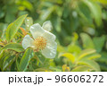 椿 96606272