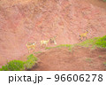 山とヤギ 96606278
