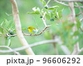メジロ 96606292