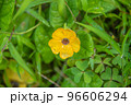 黄色い花 96606294