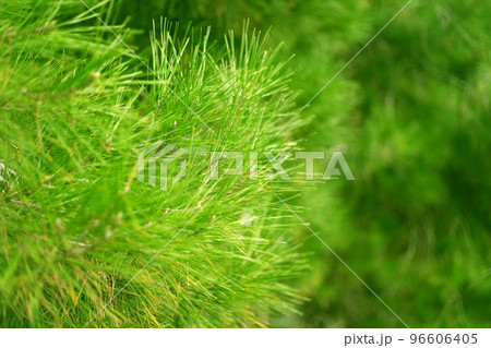 Close Up Pine Tree Green Branches Background. Close Up Pine Tree Green Branches Background. 96606405