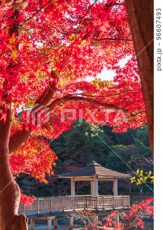 秋の岡崎市東公園〈愛知県岡崎市〉 96607493