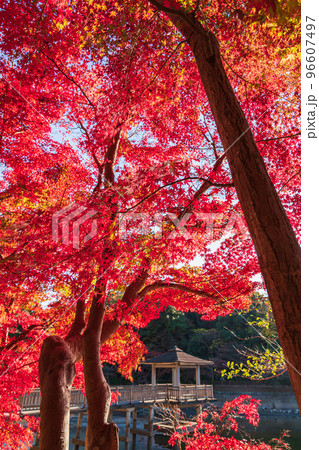 秋の岡崎市東公園〈愛知県岡崎市〉 96607497