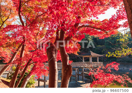 秋の岡崎市東公園〈愛知県岡崎市〉 96607500