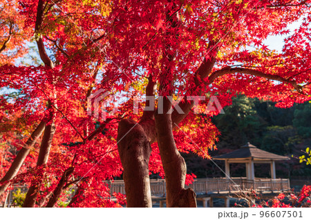 秋の岡崎市東公園〈愛知県岡崎市〉 96607501