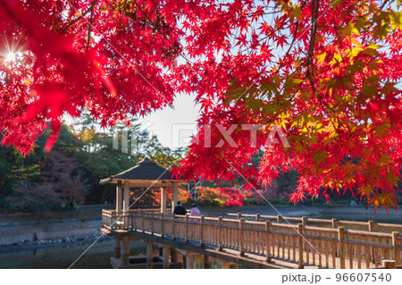 秋の岡崎市東公園〈愛知県岡崎市〉 秋の岡崎市東公園〈愛知県岡崎市〉 96607540
